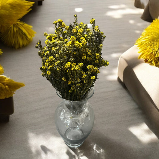 Yellow Cotton Phylica Flower Bundle