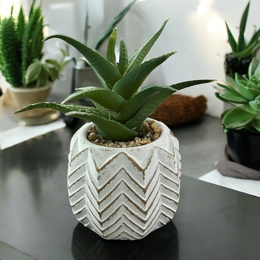 Succulent