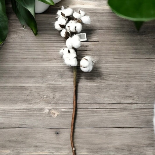 Cotton Stalk