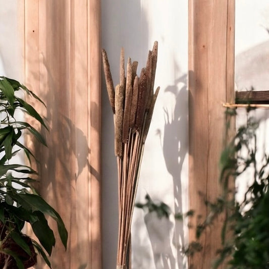 Cattail Stalks